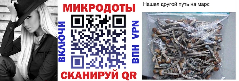 Купить закладки  Сковородино  Псилоцибиновые грибы Psilocybe 